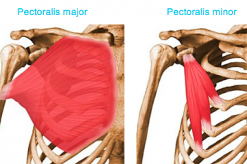 göğüs kası pectoralis major vücut ağırlığı ile çalıştırılması