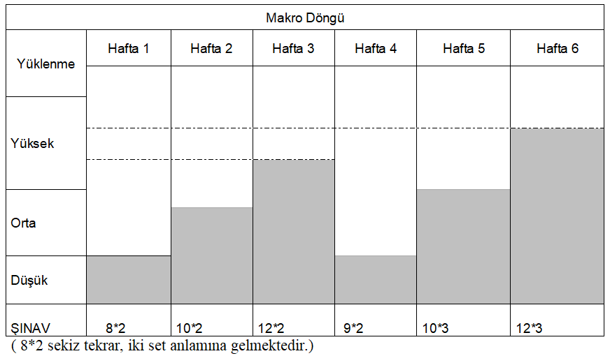 makro döngü ve vücut geliştirme ilişkisi